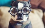 boston_terrier_glasses1
