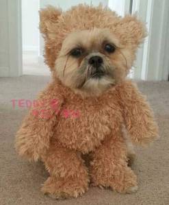 munchkin-the-dog-cute-pup-teddy-bear-status__oPt