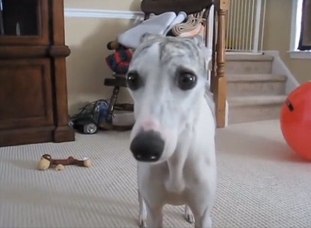 whippet-dog-story
